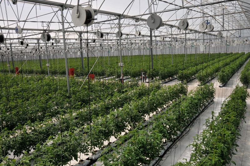 Design and Manufacture of high tech Greenhouse and Equipment